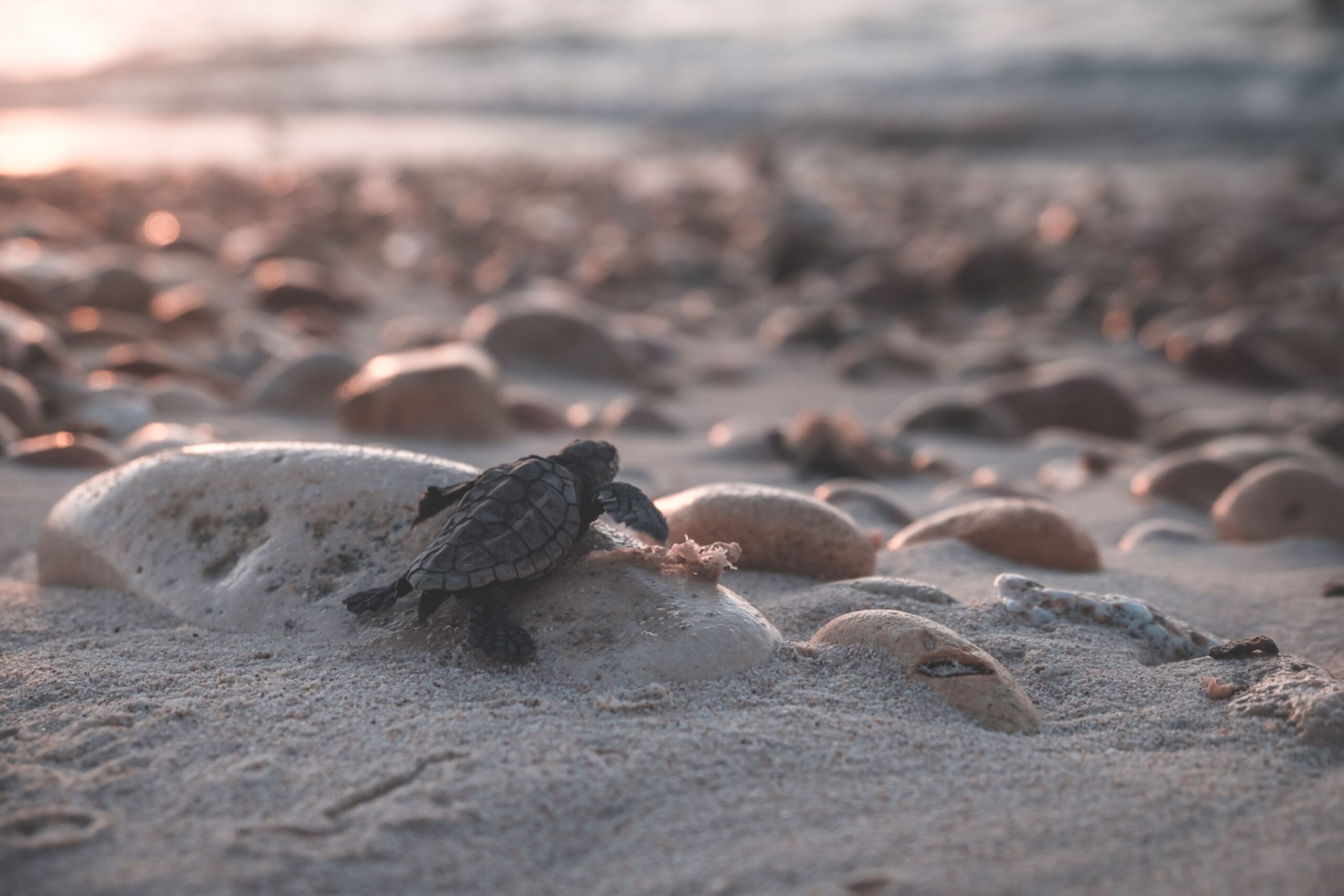 sea turtle